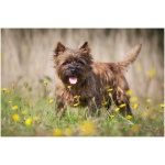 Cairn Terrier 9