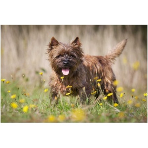Cairn Terrier 9