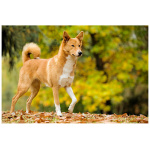 Canaan Dog 9