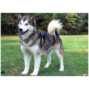 Canadian Eskimo Dog 9