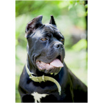 Cane Corso 2
