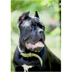 Cane Corso 2
