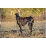Caravan Hound 6
