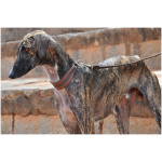 Caravan Hound 8