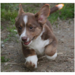 Cardigan Welsh Corgi 9