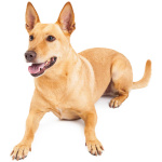 Carolina Dog 9