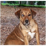 Catahoula Bulldog 7