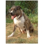 Catahoula Bulldog 8