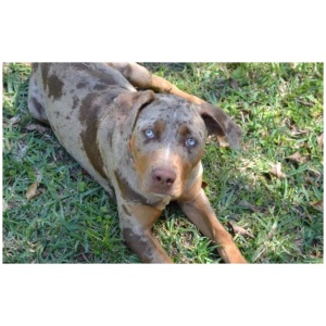 Catahoula Bulldog 9
