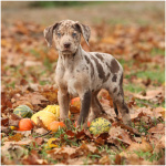 Catahoula Leopard Dog 2