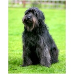 Catalan Sheepdog 0