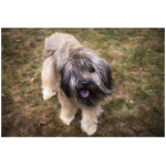 Catalan Sheepdog 1