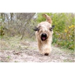 Catalan Sheepdog 2