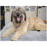 Catalan Sheepdog 4