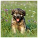 Catalan Sheepdog 5