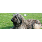 Catalan Sheepdog 6