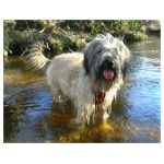 Catalan Sheepdog 7
