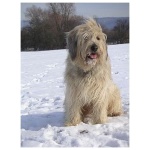 Catalan Sheepdog 8