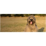 Catalan Sheepdog 9
