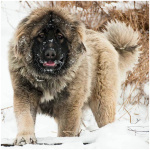 Caucasian Ovcharka 5