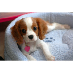 Cavalier King Charles Spaniel 6