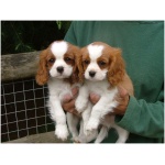 Cavalier King Charles Spaniel 9