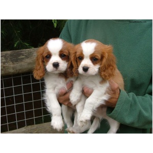 Cavalier King Charles Spaniel 9