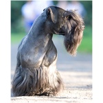 Cesky Terrier 1