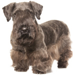 Cesky Terrier 2