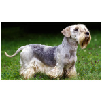 Cesky Terrier 3