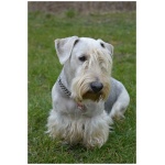 Cesky Terrier 9