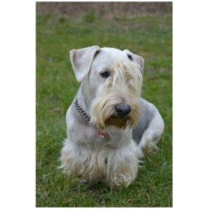 Cesky Terrier 9