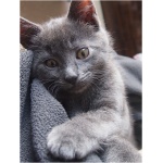 Chartreux 1