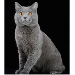 Chartreux 4