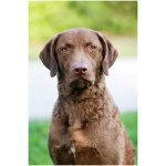 Chesapeake Bay Retriever 0