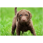 Chesapeake Bay Retriever 1