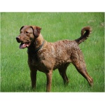 Chesapeake Bay Retriever 3