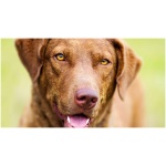 Chesapeake Bay Retriever 5