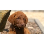 Chesapeake Bay Retriever 6