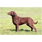 Chesapeake Bay Retriever 8
