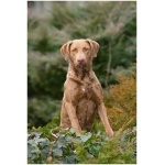 Chesapeake Bay Retriever 9