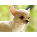 Chihuahua 0