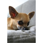 Chihuahua 5