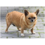 Chihuahua 9