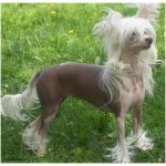 Chinese Crested 0