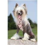 Chinese Crested 3