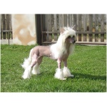 Chinese Crested 5