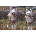 Chinese Crested 7