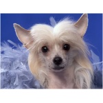 Chinese Crested 8