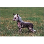 Chinese Crested 9